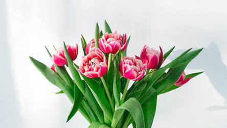 Flowers in your room